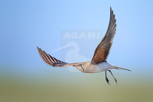 Collared Pratincole, Glareola pratincola, in Italy. stock-image by Agami/Daniele Occhiato,