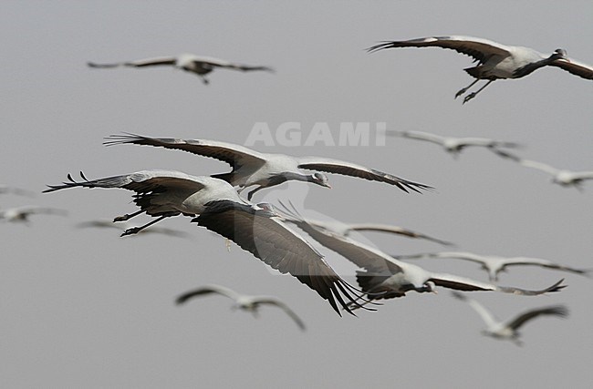 Jufferkraanvogel in vlucht; Demoiselle Crane (Anthropoides virgo) in flight stock-image by Agami/James Eaton,