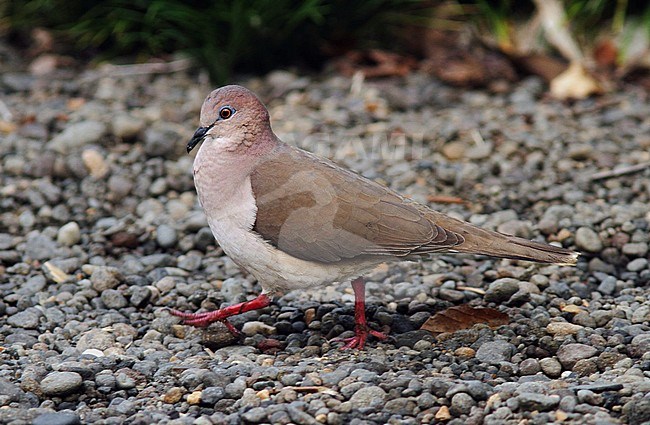 White-tipped Dove, Leptotila verreauxi verreauxi stock-image by Agami/Greg & Yvonne Dean,