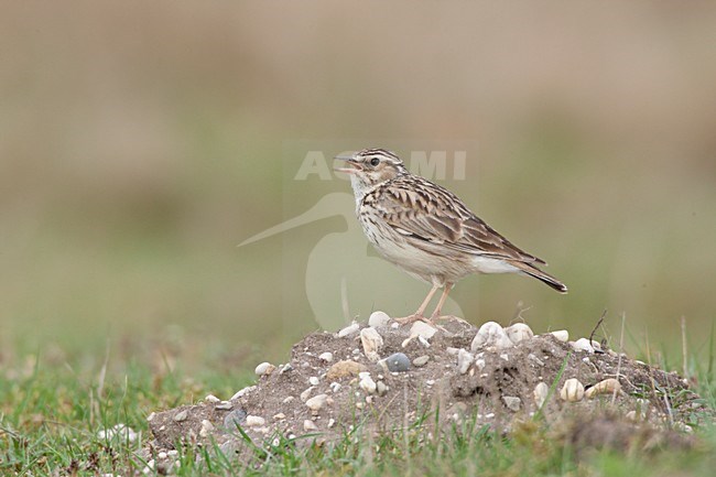 Boomleeuwerik zingend vanaf de grond; Wood Lark singing from the ground stock-image by Agami/Ran Schols,