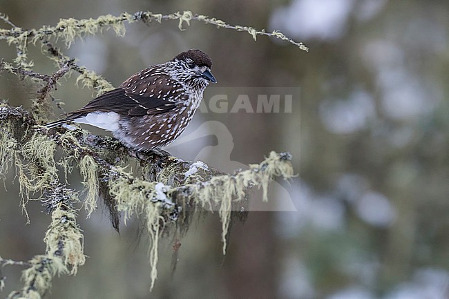 Spotted Nutcracker (Nucifraga caryocatactes) sitting on a branch in alpin forest of Switzerland. stock-image by Agami/Marcel Burkhardt,