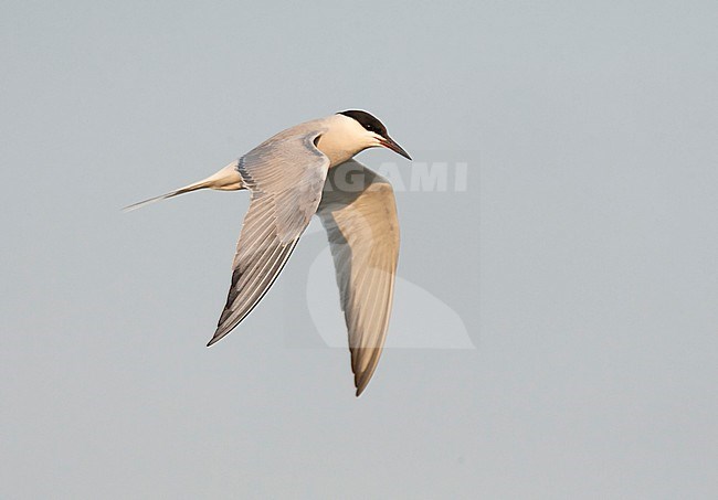 (Siberian) Common Tern in flight above Bodhi Island, China stock-image by Agami/Marc Guyt,