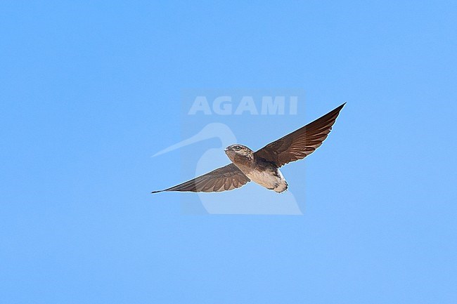 Böhm's Spinetail (Neafrapus boehmi) (aka Bat-like Spinetail) flying against a blue sky as a background, Zimbabwe stock-image by Agami/Tomas Grim,