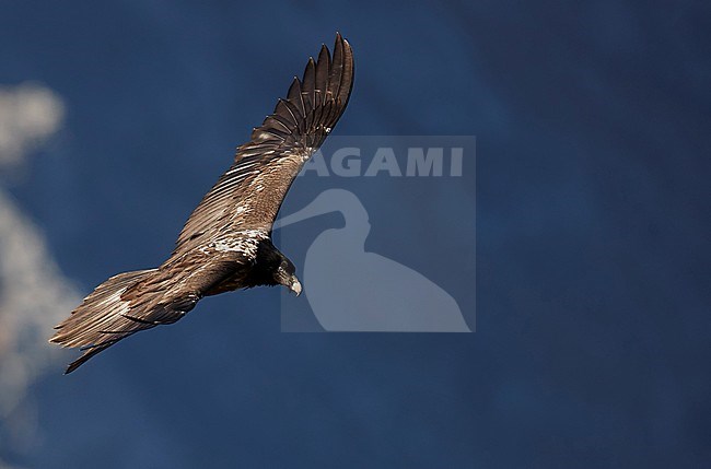 Lammergeier (Gypaetus Barbatus) Spain Lamiana hides November 2017 stock-image by Agami/Markus Varesvuo,