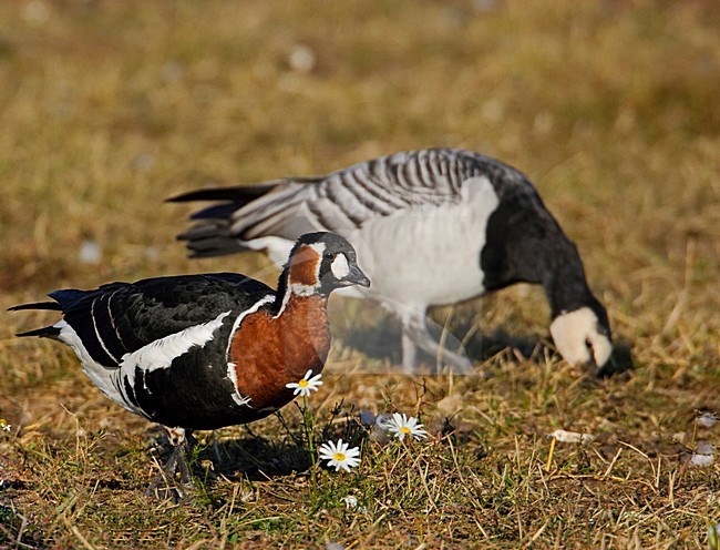 Roodhalsgans foeragerend; Red-breasted Goose foraging stock-image by Agami/Markus Varesvuo,