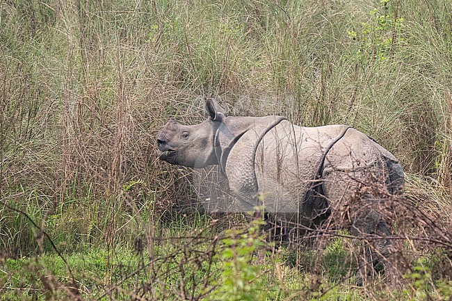 Indian Rhinoceros, Rhinoceros unicornis standing in Elephantgrass. Indian Rhinoceros or One-horned Rhinoceros. stock-image by Agami/Hans Germeraad,