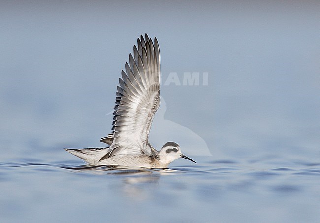 Juveniele Grauwe Franjepoot, Juvenile Red-necked Phalarope stock-image by Agami/Mike Danzenbaker,