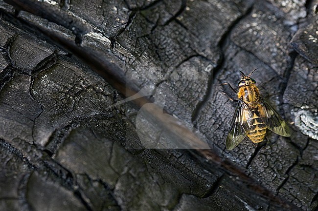 Chrysops, Russia (Baikal), imago stock-image by Agami/Ralph Martin,