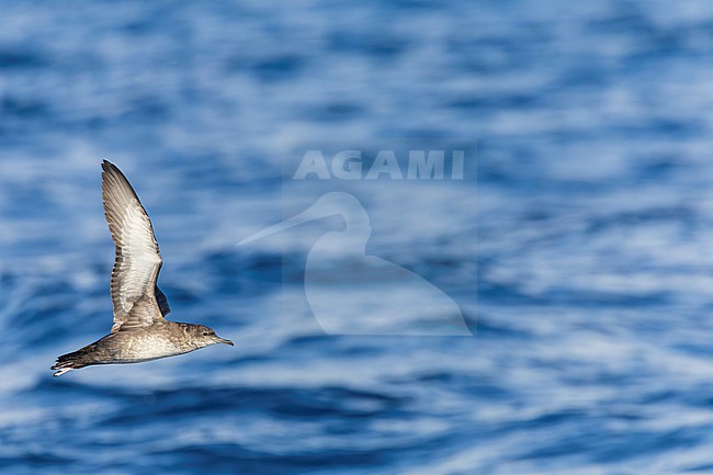 Critically Endangered Balearic shearwater (Puffinus mauretanicus) off the east coast of Spain. stock-image by Agami/Marc Guyt,