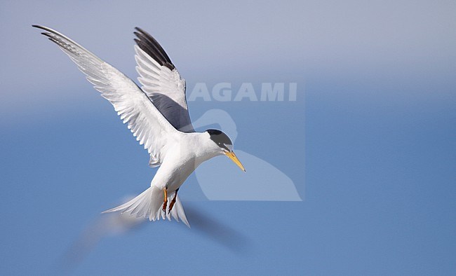 Adult Least Tern, Sternula antillarum, in North America. stock-image by Agami/Ian Davies,