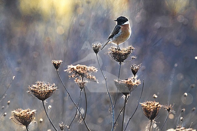 Wintering male European Stonechat (Saxicola rubicola) in Italy perched on a tall dead flower with backlight. stock-image by Agami/Daniele Occhiato,