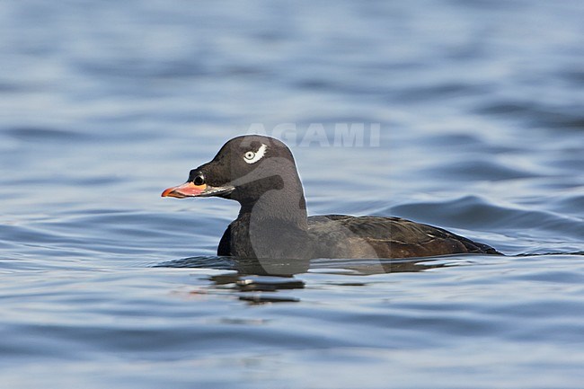 White-winged Scoter (Melanitta fusca) swimming in the ocean in Parksville, BC, Canada. stock-image by Agami/Glenn Bartley,