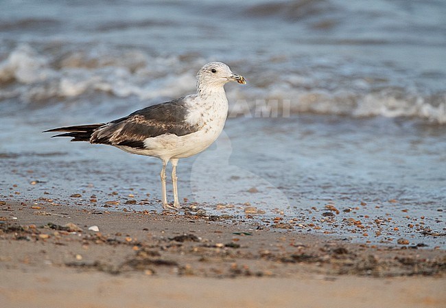 Subadult Lesser Black-backed Gull (Larus fuscus) standing on the beach in the Ebro delta, Spain, during summer. stock-image by Agami/Marc Guyt,
