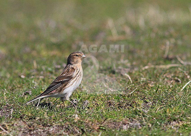 Adult British Twite (Carduelis flavirostris pipilans) during spring in Scotland. stock-image by Agami/Pete Morris,