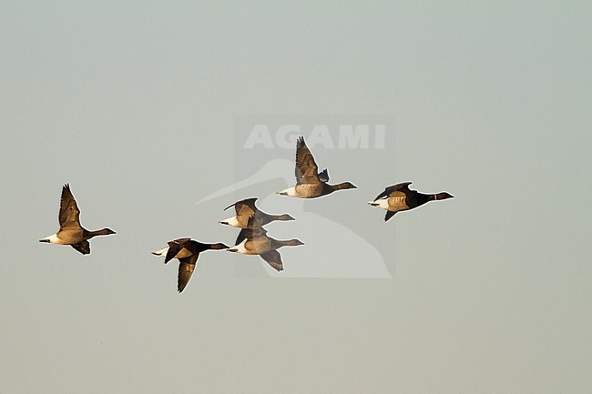 Dark-bellied Brent Goose - Dunkelbäuchige Ringelgans - Branta bernicla ssp. bernicla, Germany, 1st cy. with adult stock-image by Agami/Ralph Martin,