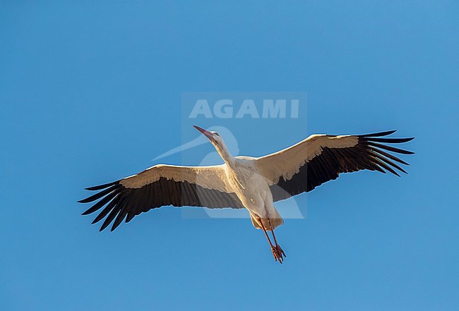 White Stork (Ciconia ciconia) in Trujillo, Extremadura, Spain. stock-image by Agami/Marc Guyt,