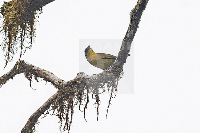 Pirre Chlorospingus (Chlorospingus inornatus) in Panama. Also known as Pirre bush tanager. stock-image by Agami/Pete Morris,