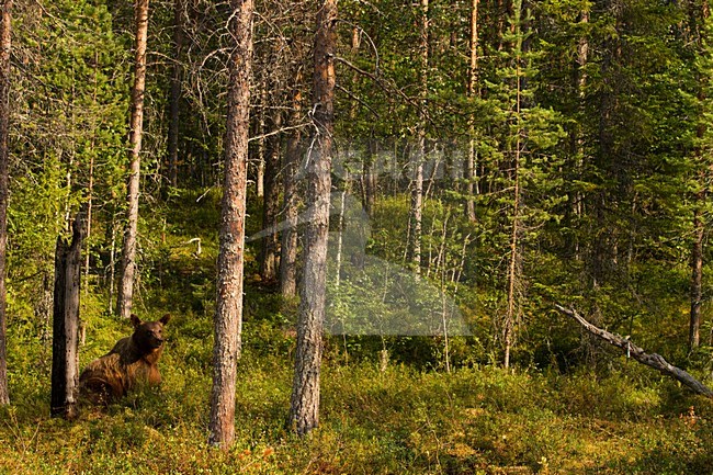 Bruine Beer in bos, Brown Bear in forest stock-image by Agami/Menno van Duijn,