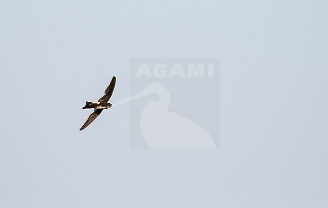 Antillean Palm-Swift (Tachornis phoenicobia) in Jamaica. stock-image by Agami/Pete Morris,