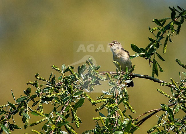 Iberian Chiffchaff (Phylloscopus ibericus) in the Netherlands. stock-image by Agami/Marc Guyt,