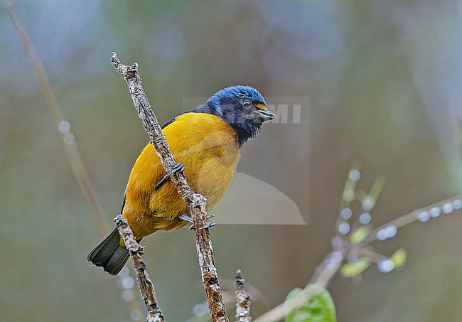 Male Hispaniolan Euphonia (Chlorophonia musica) in the Dominican Republic. stock-image by Agami/Pete Morris,