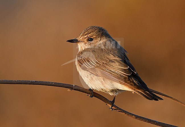 Muscicapa striata, Spotted Flycatcher stock-image by Agami/Eduard Sangster,