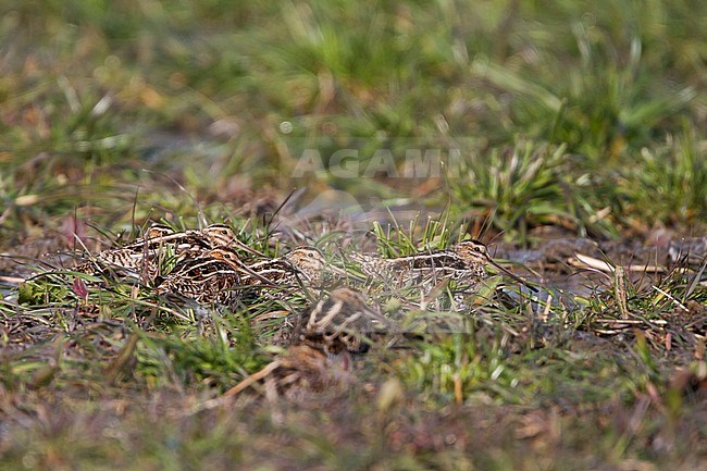 Common Snipe - Bekassine - Gallinago gallinago, Germany stock-image by Agami/Ralph Martin,