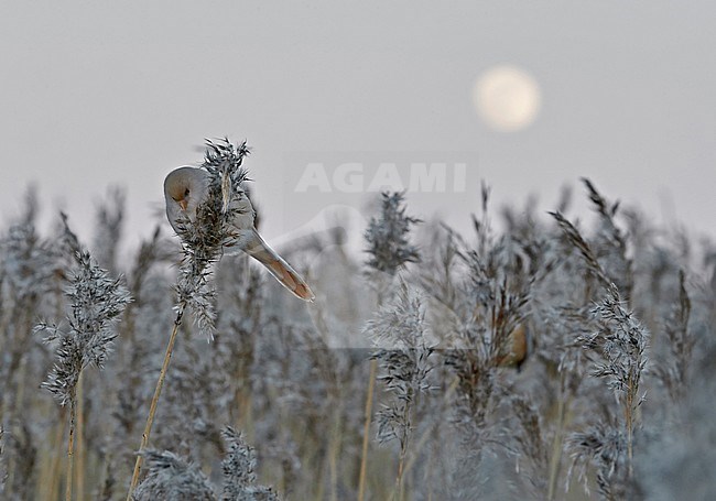 Bearded Reedling (Panurus biarmicus) during winter in reed bed near Espoo in souther Finland. Full moon in the background. stock-image by Agami/Markus Varesvuo,