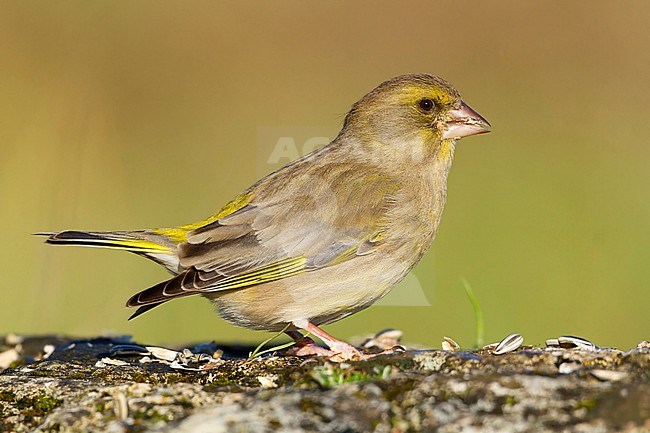 European Greenfinch, Perched on a rock, Campania, Italy (Carduelis chloris) stock-image by Agami/Saverio Gatto,