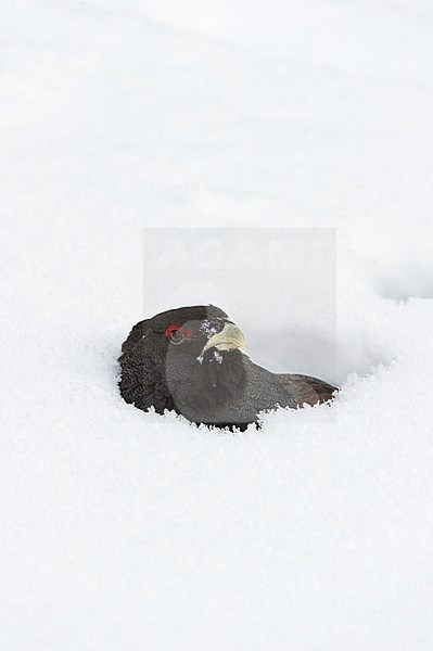 Auerhoen, Western Capercaillie stock-image by Agami/Jari Peltomäki,