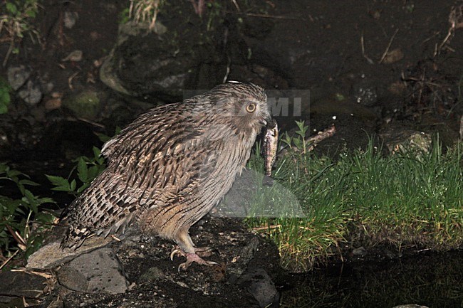 Blakiston-visuil met vis, Blakiston's Fish-Owl with fish stock-image by Agami/Pete Morris,
