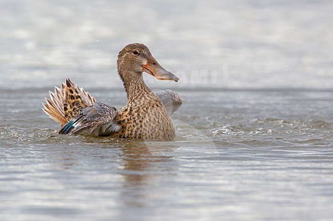 Slobeend, Northern Shoveler stock-image by Agami/Daniele Occhiato,
