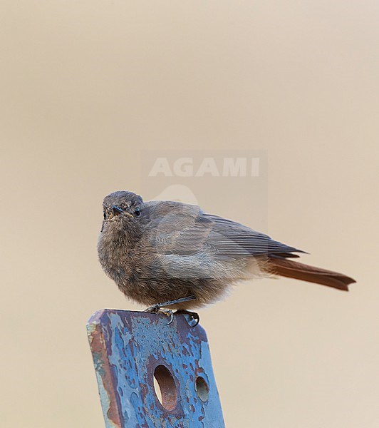 Immature Black Redstart (Phoenicurus ochruros gibraltariensis) in Morocco. stock-image by Agami/Marc Guyt,