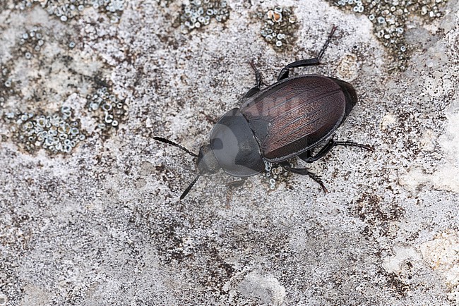 carrion beetle or burying beetle of species Silpha tristi found in Valley of river Lech in Tyrol, Austria stock-image by Agami/Mathias Putze,