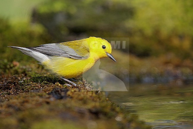 Adult male Prothonotary Warbler (Protonotaria citrea)
Galveston Co., Texas stock-image by Agami/Brian E Small,