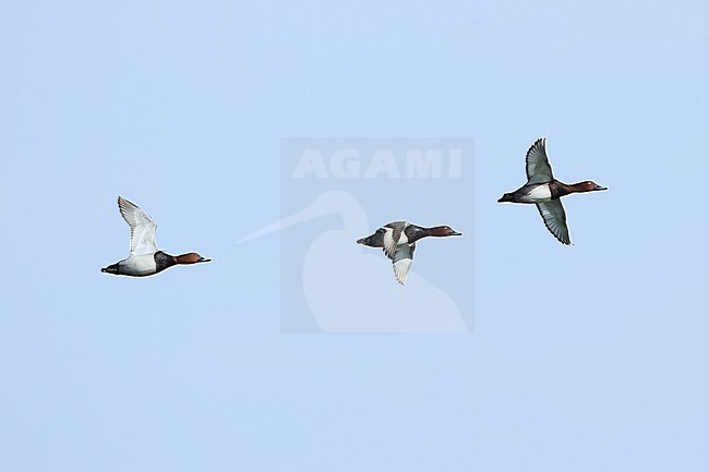 One adult male Common Pochards (Aythya ferina) and two adult male hybrids of Common Pochard (Aythya ferina) x Ferruginous Duck (Aythya nyroca) in flight against the blue sky stock-image by Agami/Mathias Putze,