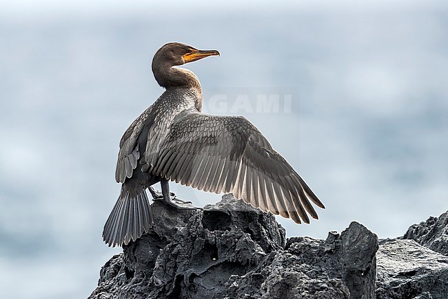 First winter Double-crested Cormorant (Phalacrocorax auritus) stretching wing on a rock in old harbour of Corvo, Azores, Portugal. stock-image by Agami/Vincent Legrand,