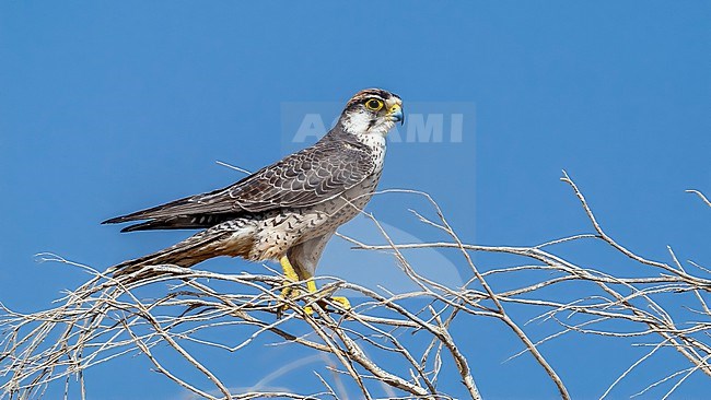 Adult North-eastern Lanner Falcon (Falco biarmicus tanypterus) sitting on a branch in Shams Alam, Marsa Alam, Egypt. stock-image by Agami/Vincent Legrand,