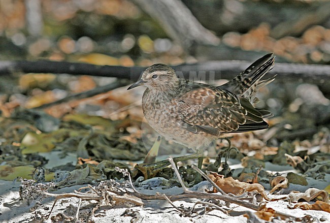 Kiritimatistrandloper foeragerend op het strand; Tuamotu Sandpiper foraging on the beach stock-image by Agami/Pete Morris,