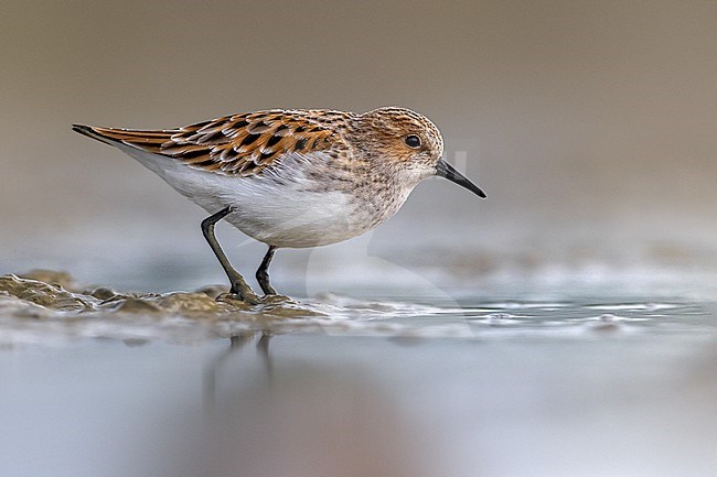 Little Stint, Calidris minuta, standing in shallow water in Italy. stock-image by Agami/Daniele Occhiato,