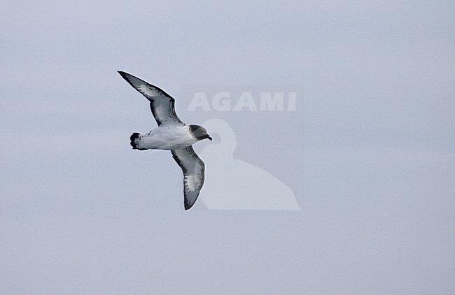 Cape Petrel flying above open ocean; Kaapse Stormvogel vliegend boven de oceaan stock-image by Agami/Marc Guyt,