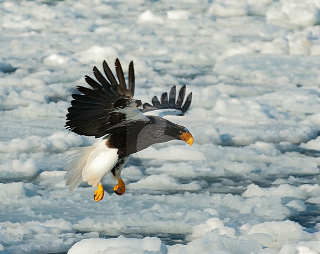 Steller-zeearend op pakijs, Steller's Sea-eagle on pack-ice stock-image by Agami/Roy de Haas,