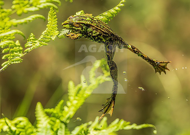 Green frog unknown, (Pelophylax spec.) jumping up, catching prey on plant stock-image by Agami/Lennart Verheuvel,