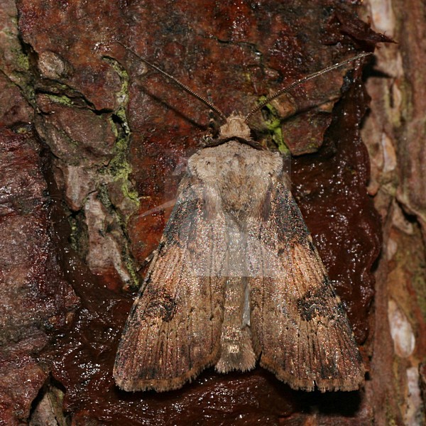 Shuttle shaped Dart, Puta uil stock-image by Agami/Bas Haasnoot,
