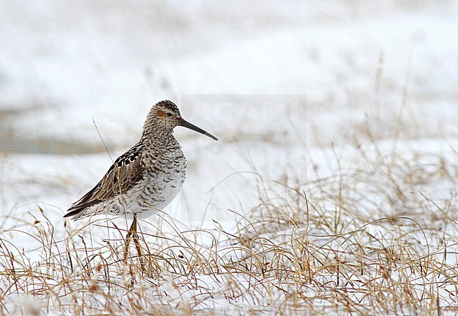 Adult female Stilt Sandpiper (Calidris himantopus) standing in the snow on the tundra of Alaska in the United States. stock-image by Agami/Ian Davies,