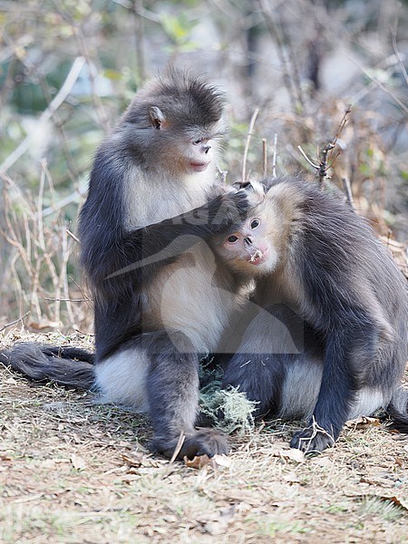 Yunnan Snub-nosed Monkey Rhinopithecus bieti stock-image by Agami/James Eaton,