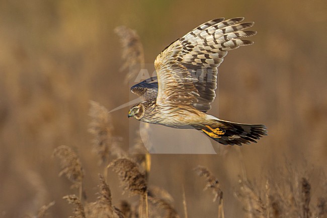 Blauwe Kiekendief vrouw in vlucht; Hen Harrier female in flight stock-image by Agami/Daniele Occhiato,