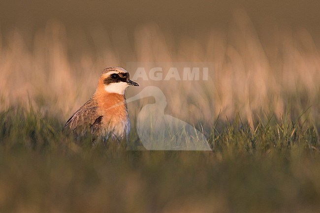 Lesser Sand Plover - Mongolenregenpfeifer - Charadrius mongolus ssp. pamirensis, Kyrgyzstan, adult male stock-image by Agami/Ralph Martin,
