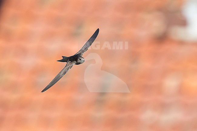 Common Swift (Apus apus) flying agains rooftops in Bulgaria. stock-image by Agami/Marcel Burkhardt,