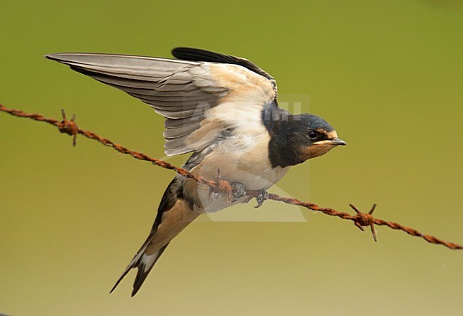 Barn Swallow immature perched on a wire stretching wings; Boerenzwaluw onvolwassen zittend op een draad vleugel strekkend stock-image by Agami/Hans Gebuis,